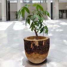 Mango legno fioriera massiccio - mango,