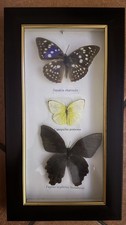3 Farfalle vere in cornice