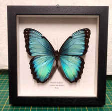 Morpho helenor vera farfalla