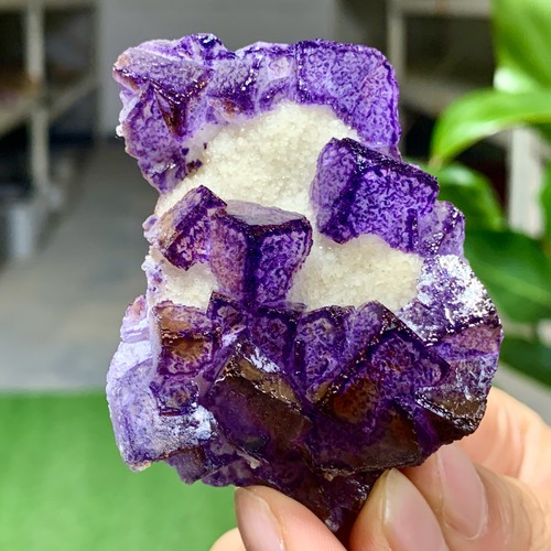 113g viola naturale - viola, "qr
