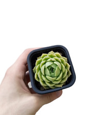 Echeveria var. Elegans pot7cm