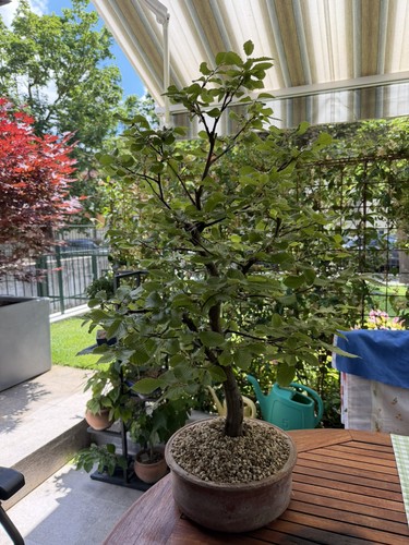 Bonsai faggio anni - di, 8