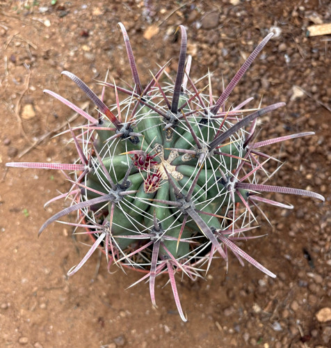 Ferocactus gracilis hybrid - ferocactus,