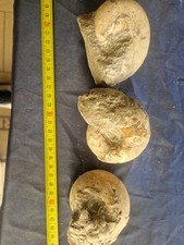  3 INTERESSANTI GONIATITE