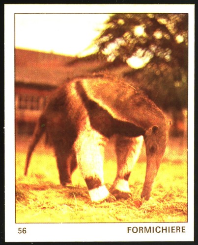 Mondo degli animali - mondo, (1970)