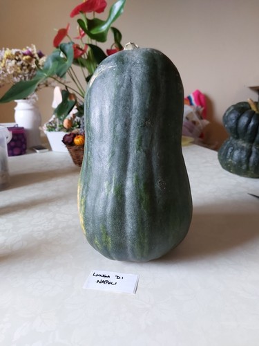 Zucca lunga napoli - zucca,