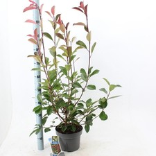 Fotinia photinia fraseri - "photinia, x