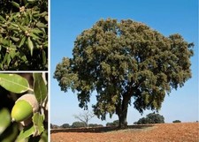 Quercia Italiana Quercus Ilex
