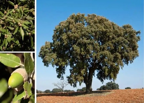 Quercia italiana quercus ilex - quercia,