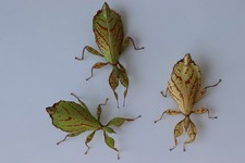 100 Uova Foglia Trasformabile | Phyllium philippinicum | Phasmidi