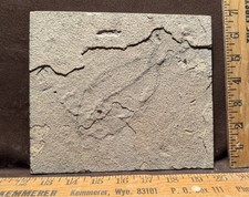 Pesce fossile non preparato