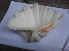 Acquasantiera Conchiglia