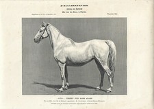 Stampa antica CAVALLA SAIDA GIUMENTA PUROSANGUE ARABA 1905 Antique print