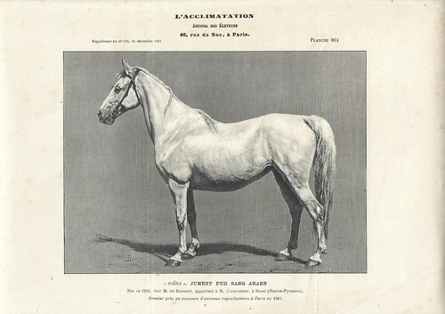 Stampa antica cavalla saida - antica,