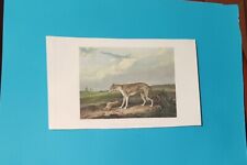 CANI incisione acquarellata a mano scena di Levriero con Lepre 1864