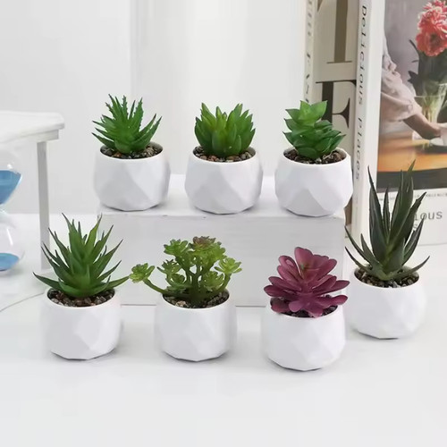 Cactus plantas suculenta - cactus,