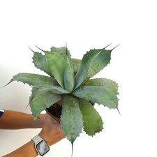Agave parrasana X Aagave bovicornuta X Agave ovatifolia F3 - NO variegata