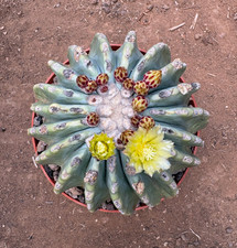 FEROCACTUS GLAUCESCENS INERMIS
