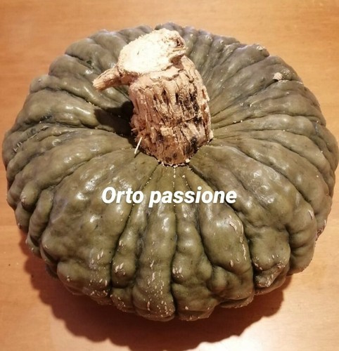 Semi zucca marina di - 20,