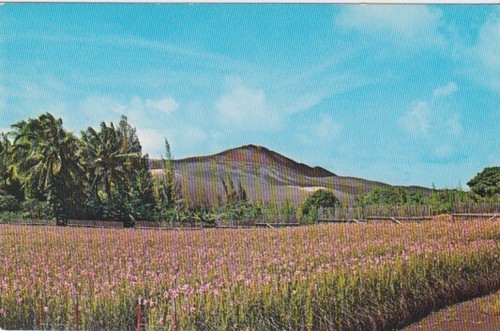 Campi orchidee vanda - campi, di