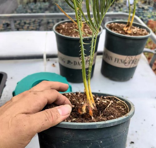 Crescita semina boutique cycas - semina,