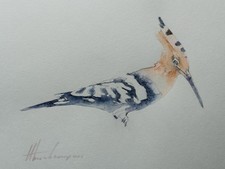 Woodpecker, Birds, Watercolor