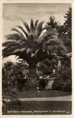 Isola mainau phoenix - -,