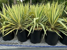 Yucca filamentosa color guard - yucca,