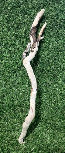 Legno naturale alla deriva per
