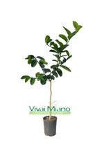 Pianta lipo limone - pianta,