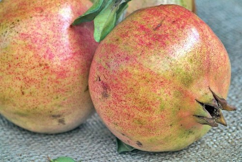 Pianta melograno dente - pianta, di