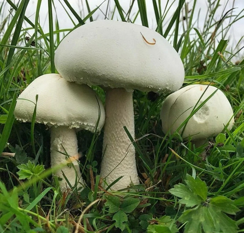 Semi funghi champignon - funghi,