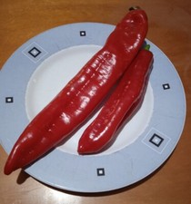 70 semi peperone corno  rosso