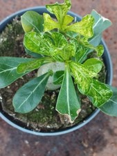 Adenium Obesum Variegata 