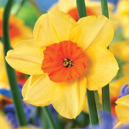 Narcisi bulbi fiori cipolle - fiori,