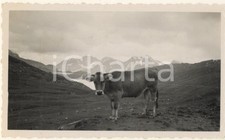 1937 alpi passo - alpi,