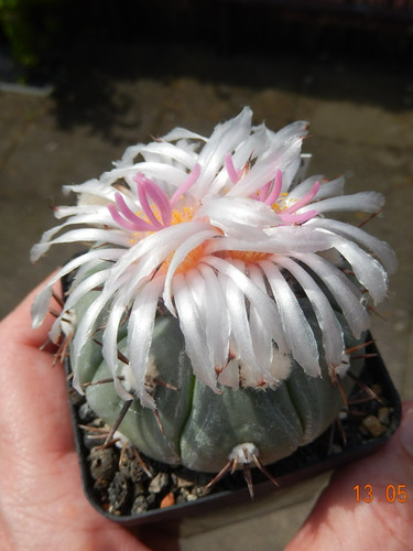 Semi echinocactus - 10, semi/semi