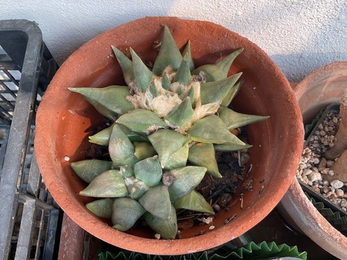 Cactus ariocarpus retusus - , 2