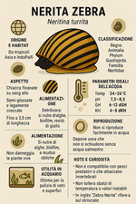 NERITINA ZEBRA lumaca acqua dolce, eccellente mangiatrice di alghe