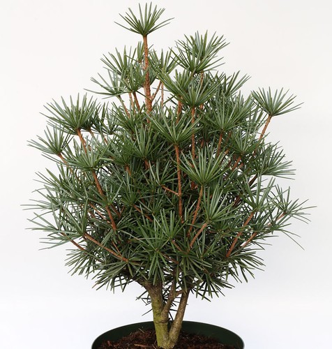 Abete ombrellone nano