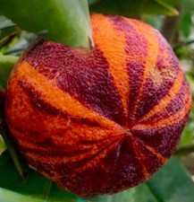 Citrus Meyer x Sinensis "Acrobal" - Pianta di Arancio Amaro Variegato