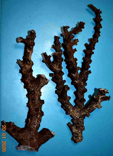 Coral corail 2 branches de - ,