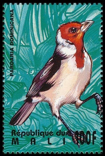 Cardinale dal cappuccio rosso