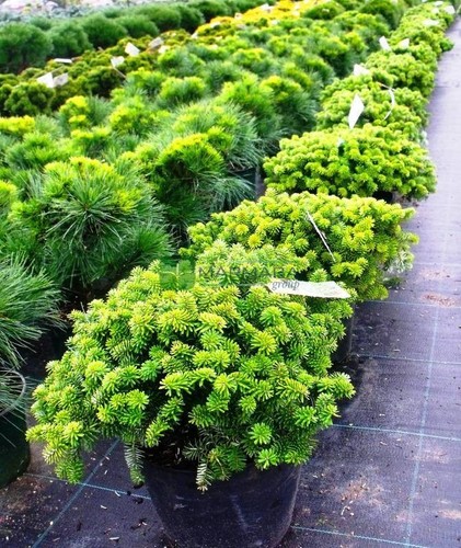 Abies koreana brilliant - koreana,