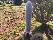 Cactus Grandi Cephalocereus