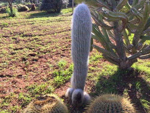 Cactus grandi cephalocereus - cactus, grandi: