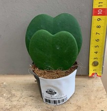 1 PIANTA HOYA KERRII DOPPIA FOGLIA FIORE DI CERA VASO DA 6 A 7,5CM forma di cuo