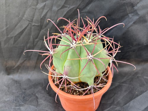Ferocactus emoryi sinaloa - ferocactus,