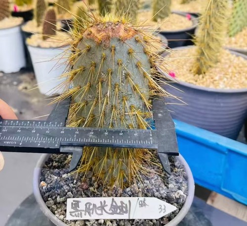 Rara pianta cactus - di, opuntia