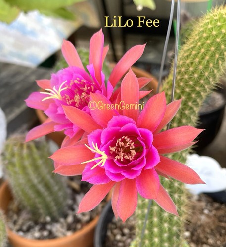 Lilo fee rate hildewintera - rate,